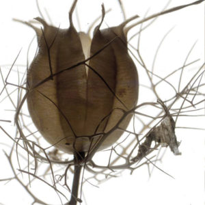 Winter blossom I
